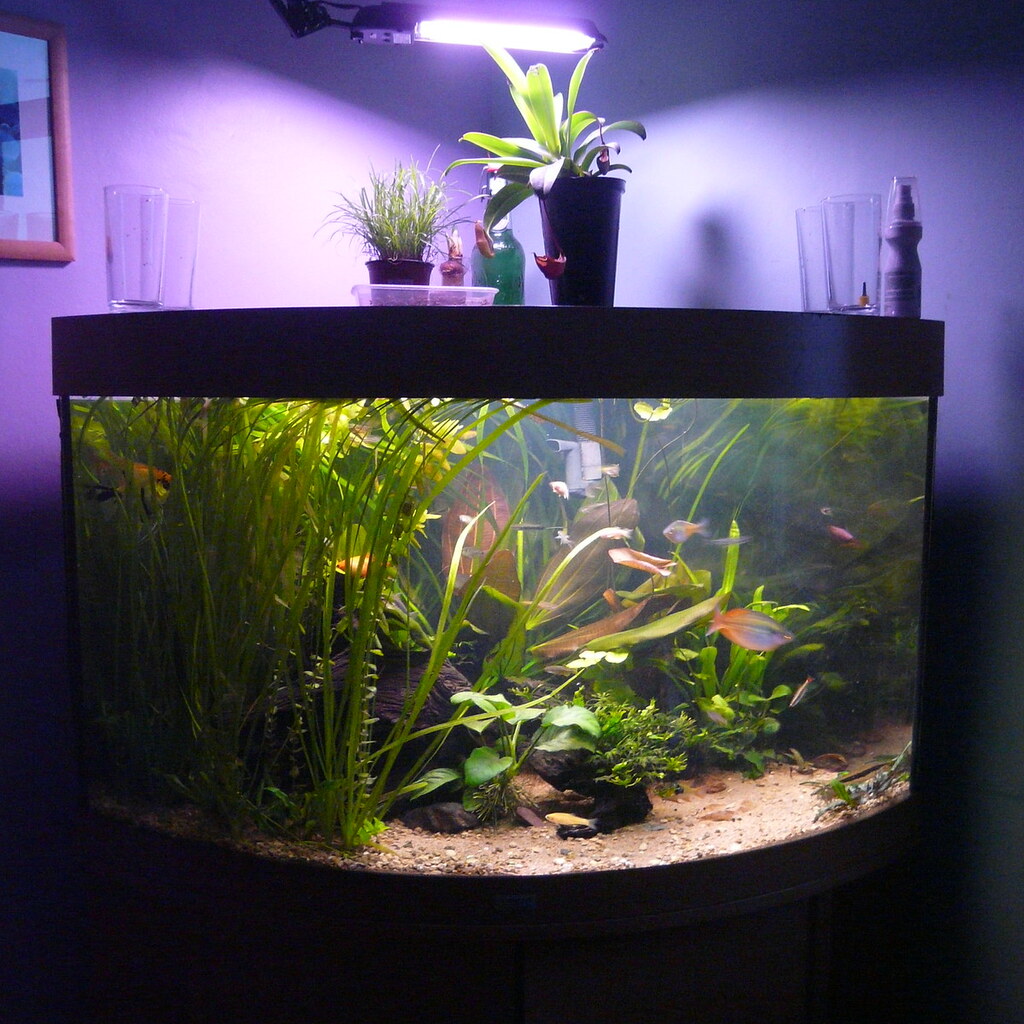 Photo of a fish tank
