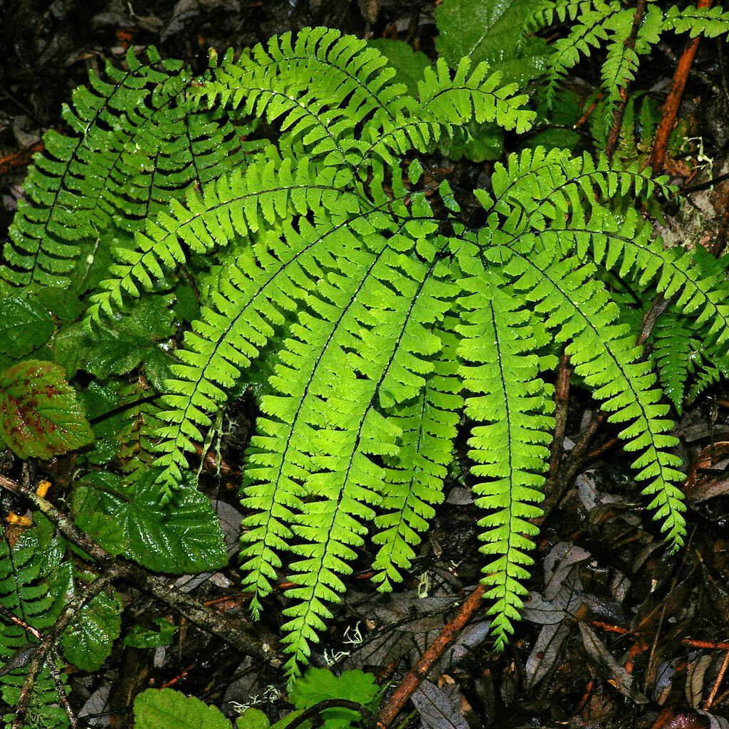 Photo of a five fingered fern