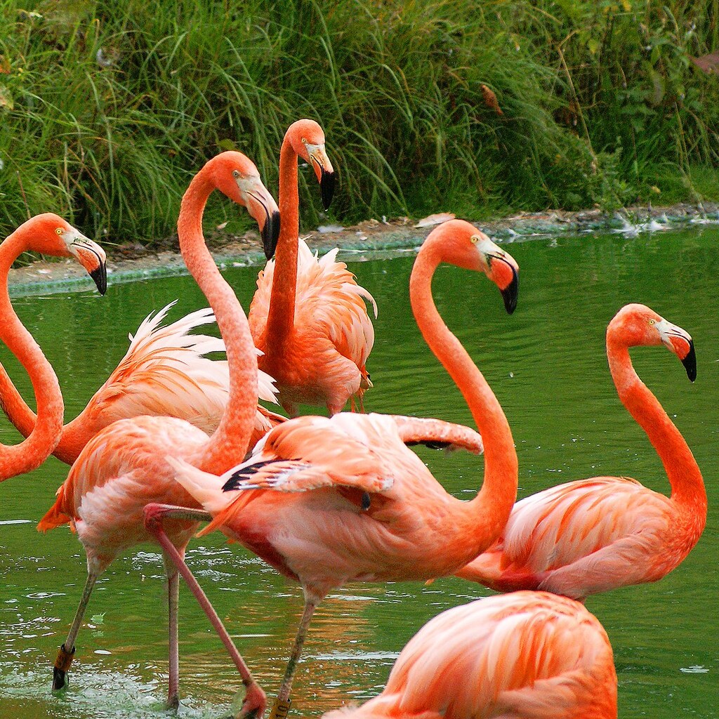 Photo of a group of flamingos