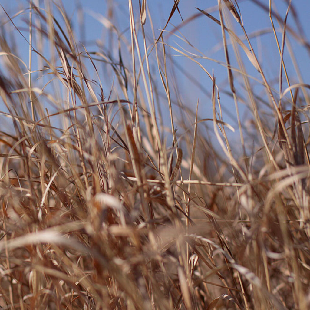 Photo of dry grass