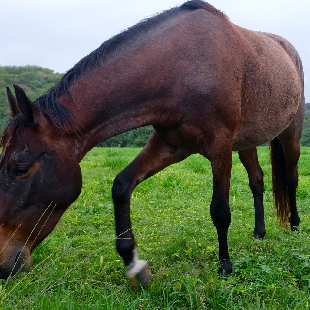 Photo of a horse's flank