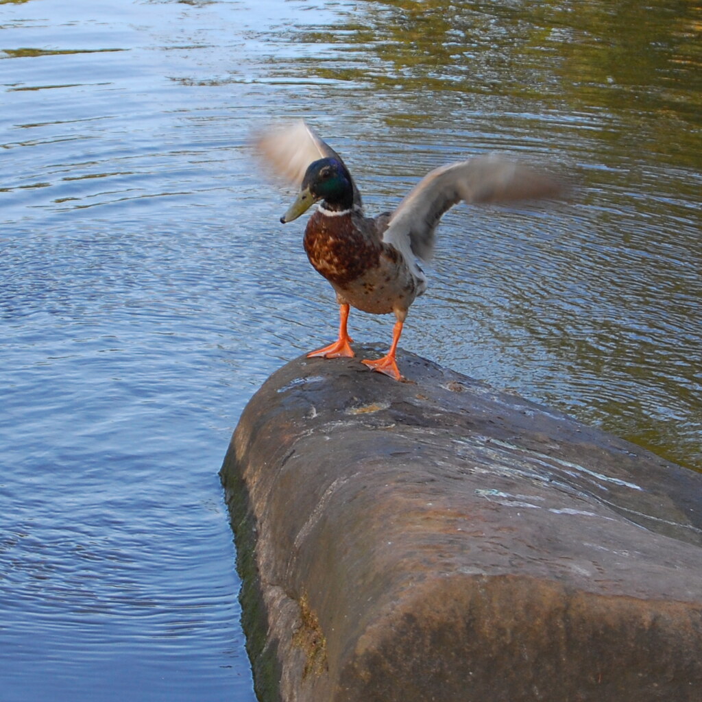 Photo of a flapping bird
