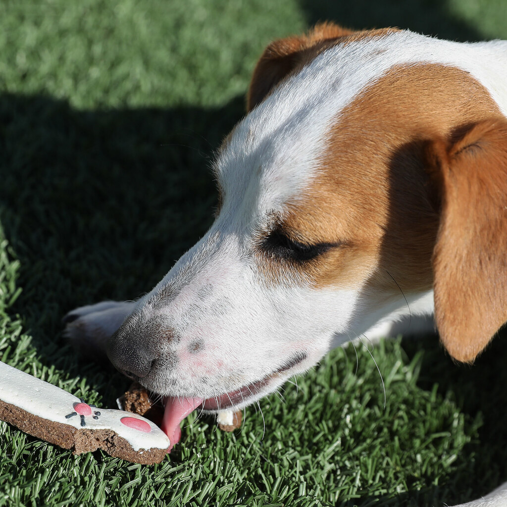 Photo of a dog licking a treat