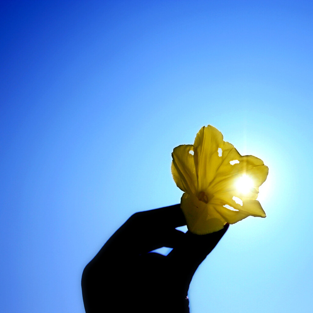 Photo of a flawed flower