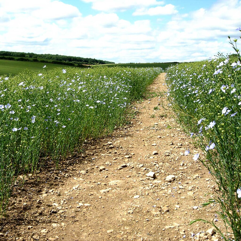 Photo of a field of flax
