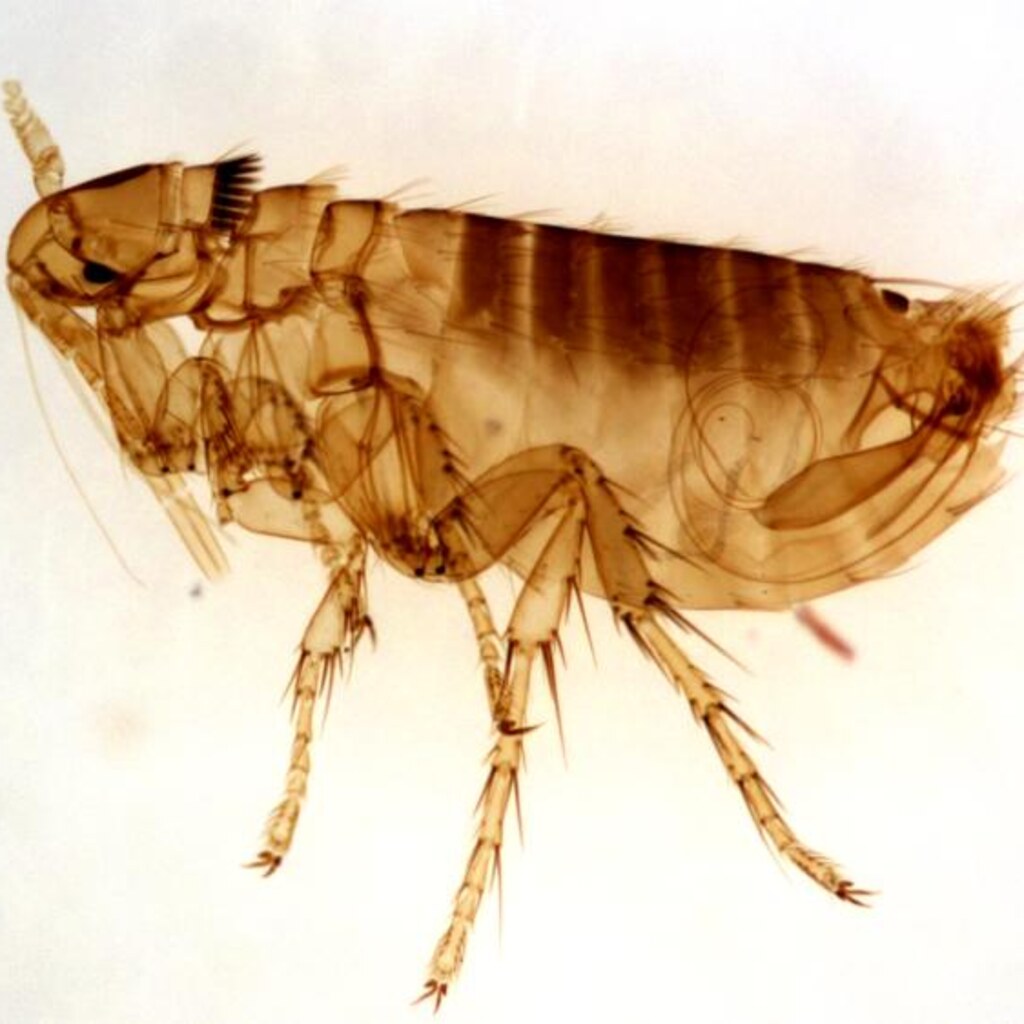 Photo of a flea