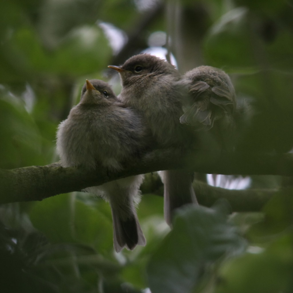 Photo of fledgeling birds