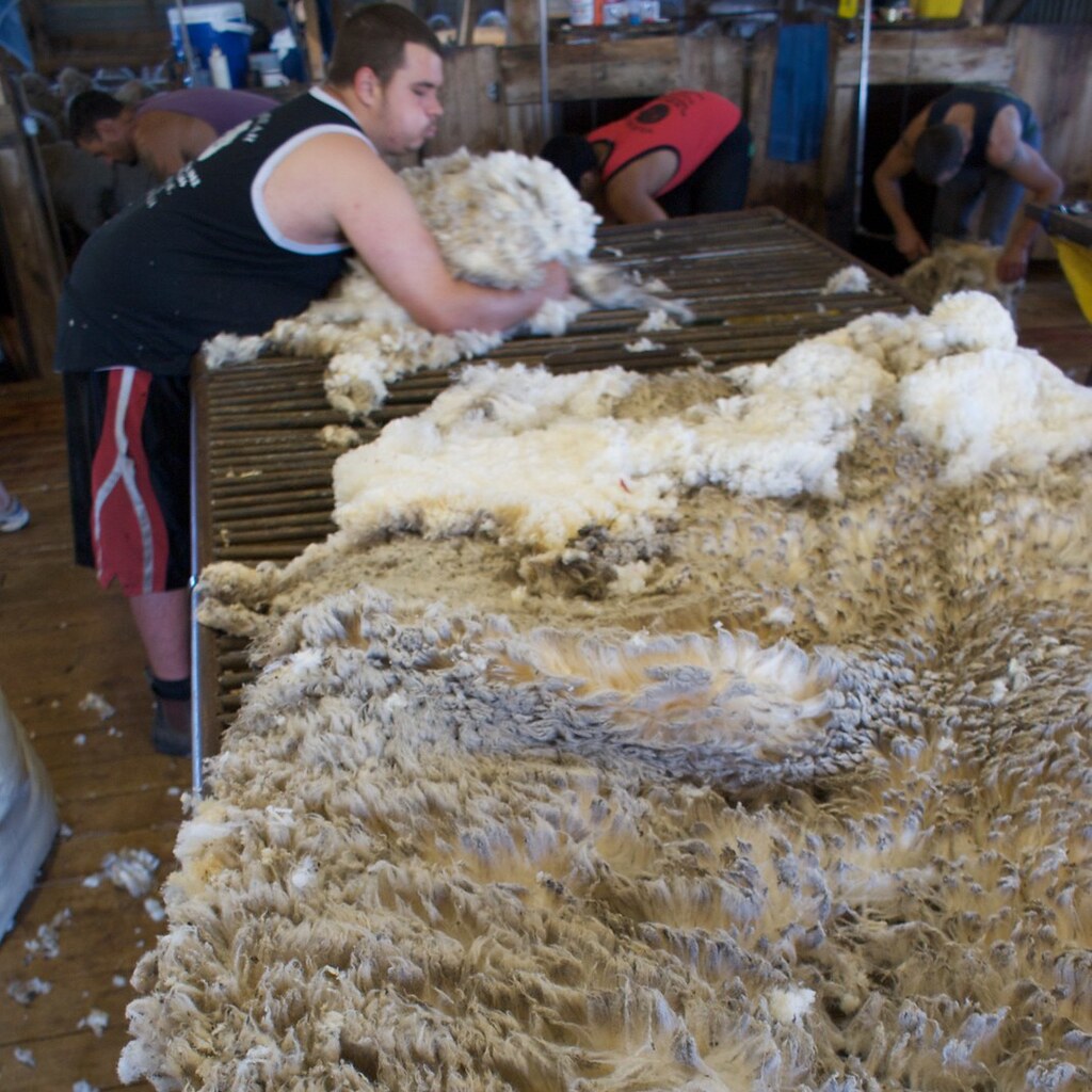 Photo of sheep's fleece