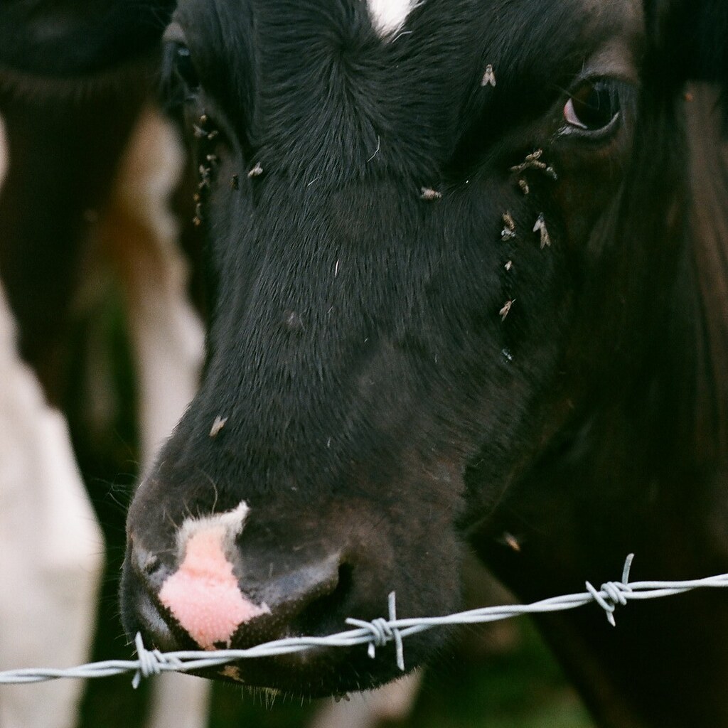 Photo of a cow with flies on its face