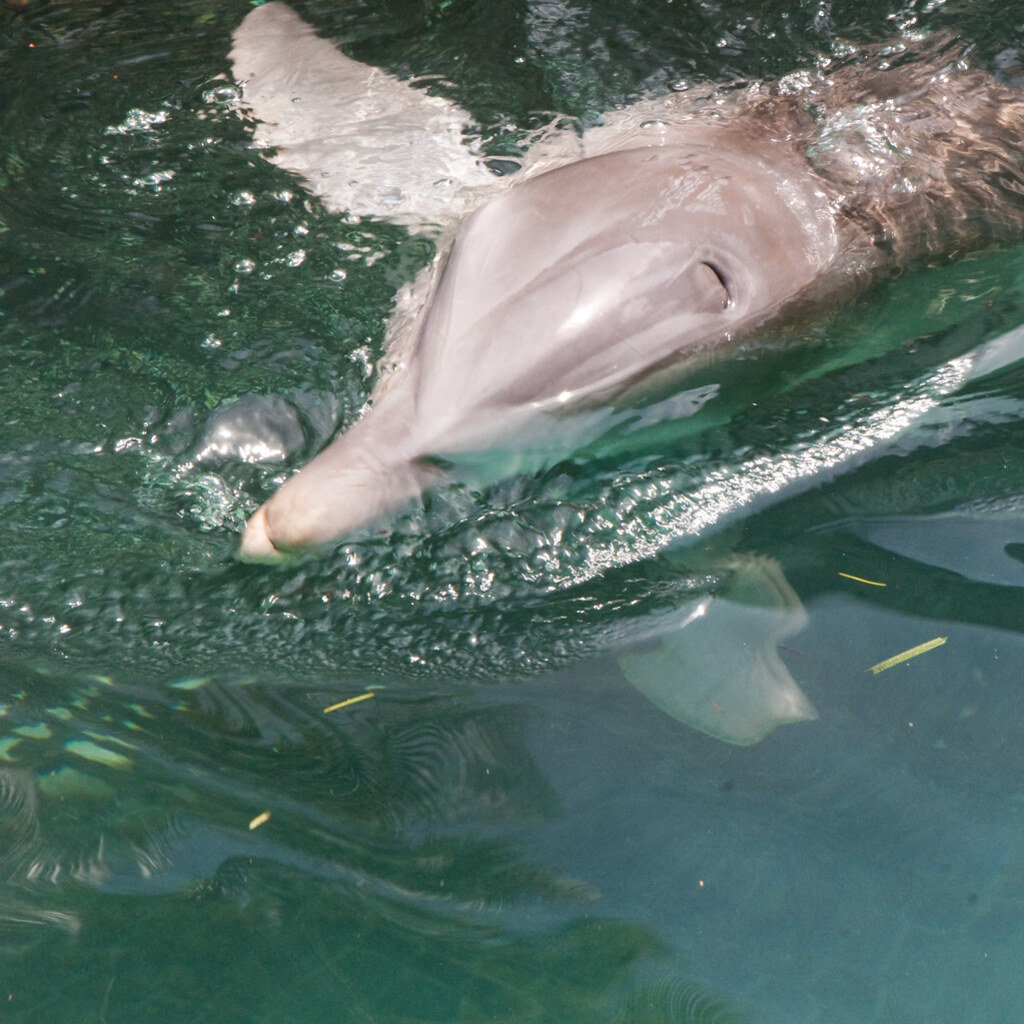 Photo of a dolphin's flipper
