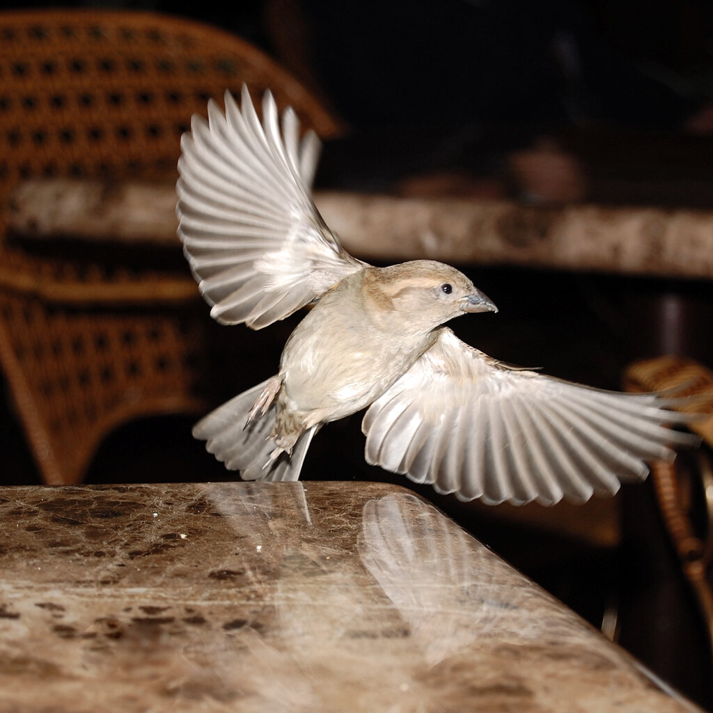 Photo of a bird flitting