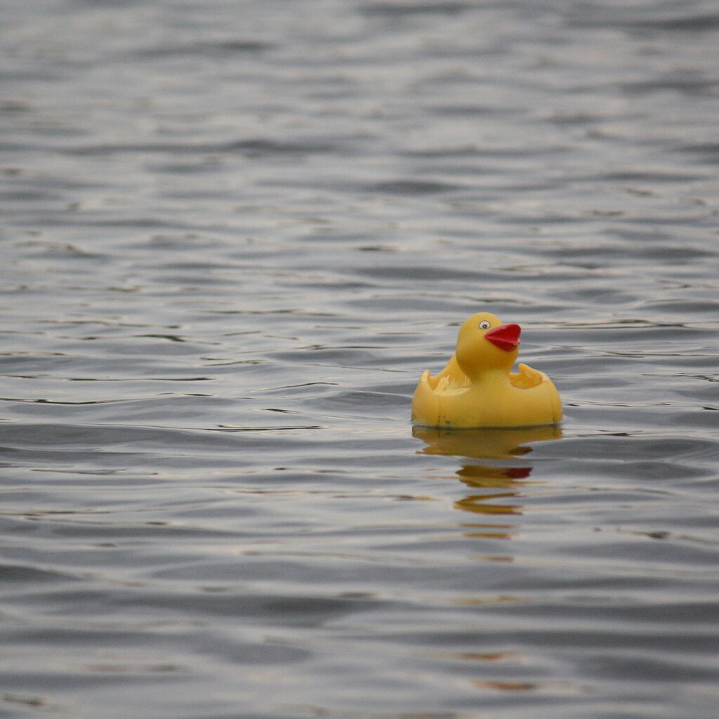 Photo of a floating rubber duck