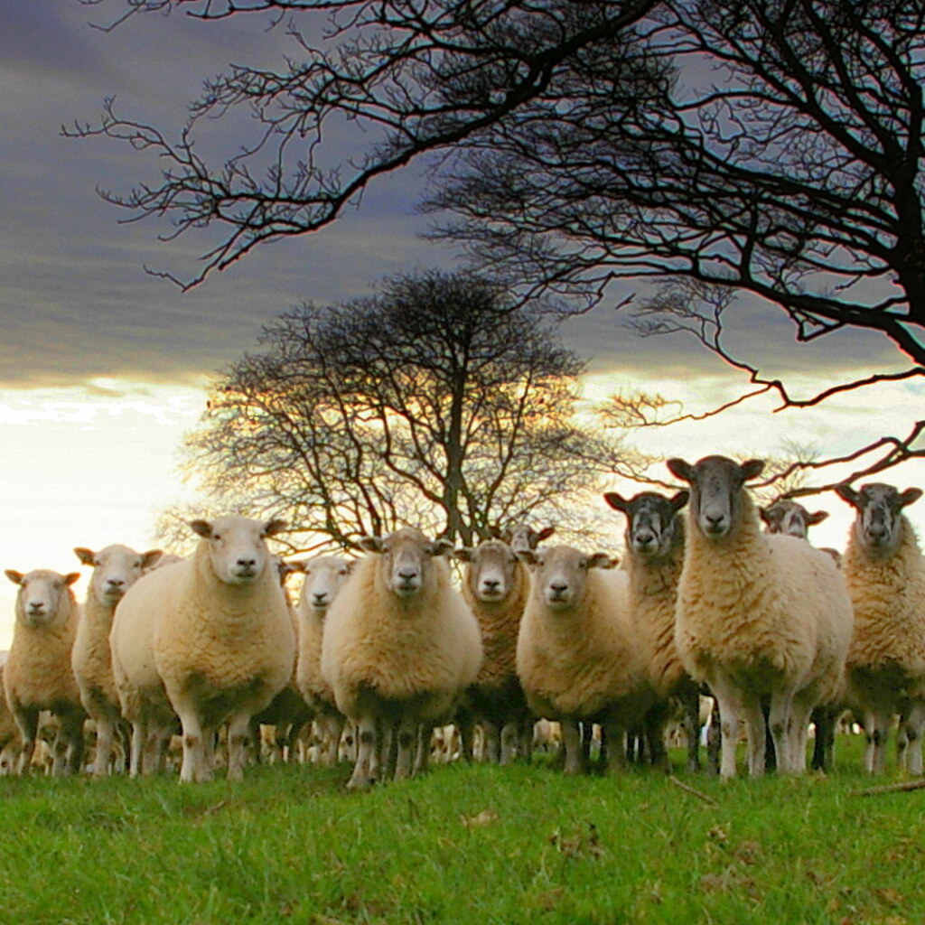 Photo of a flock of sheep