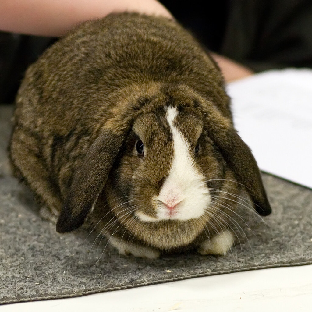 Photo of a rabbit with floppy ears