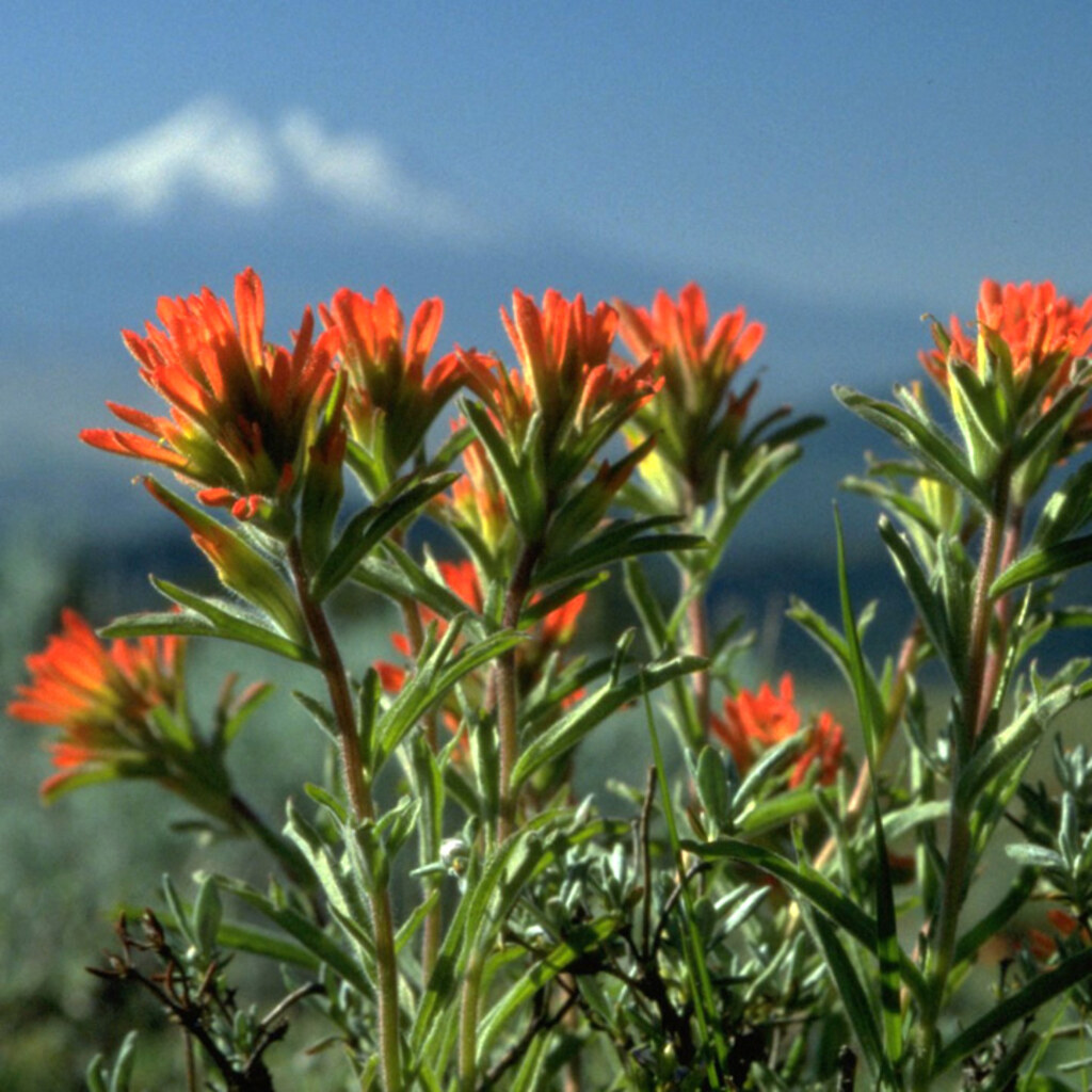 Photo of flora