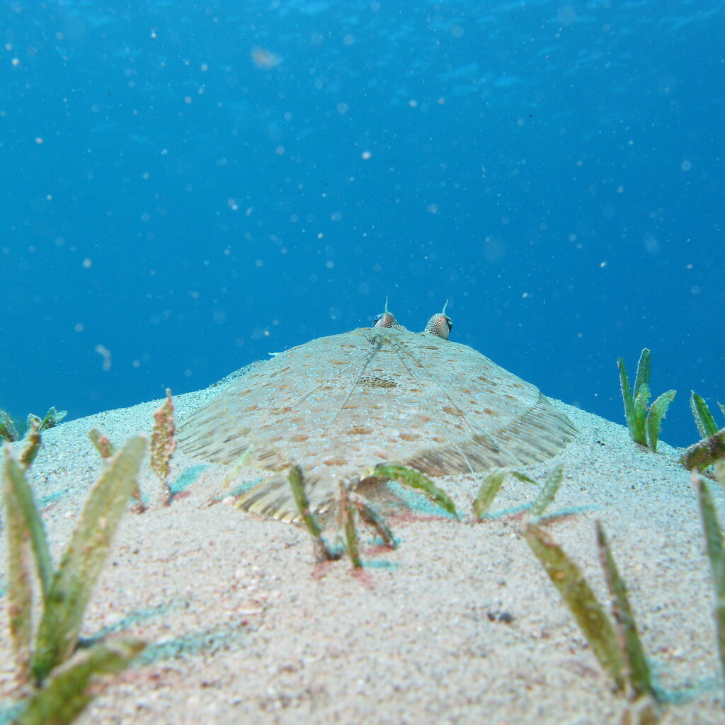 Photo of a flounder