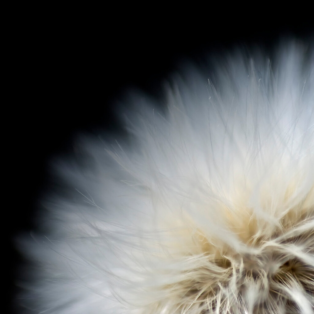 Close up photo of some fluff