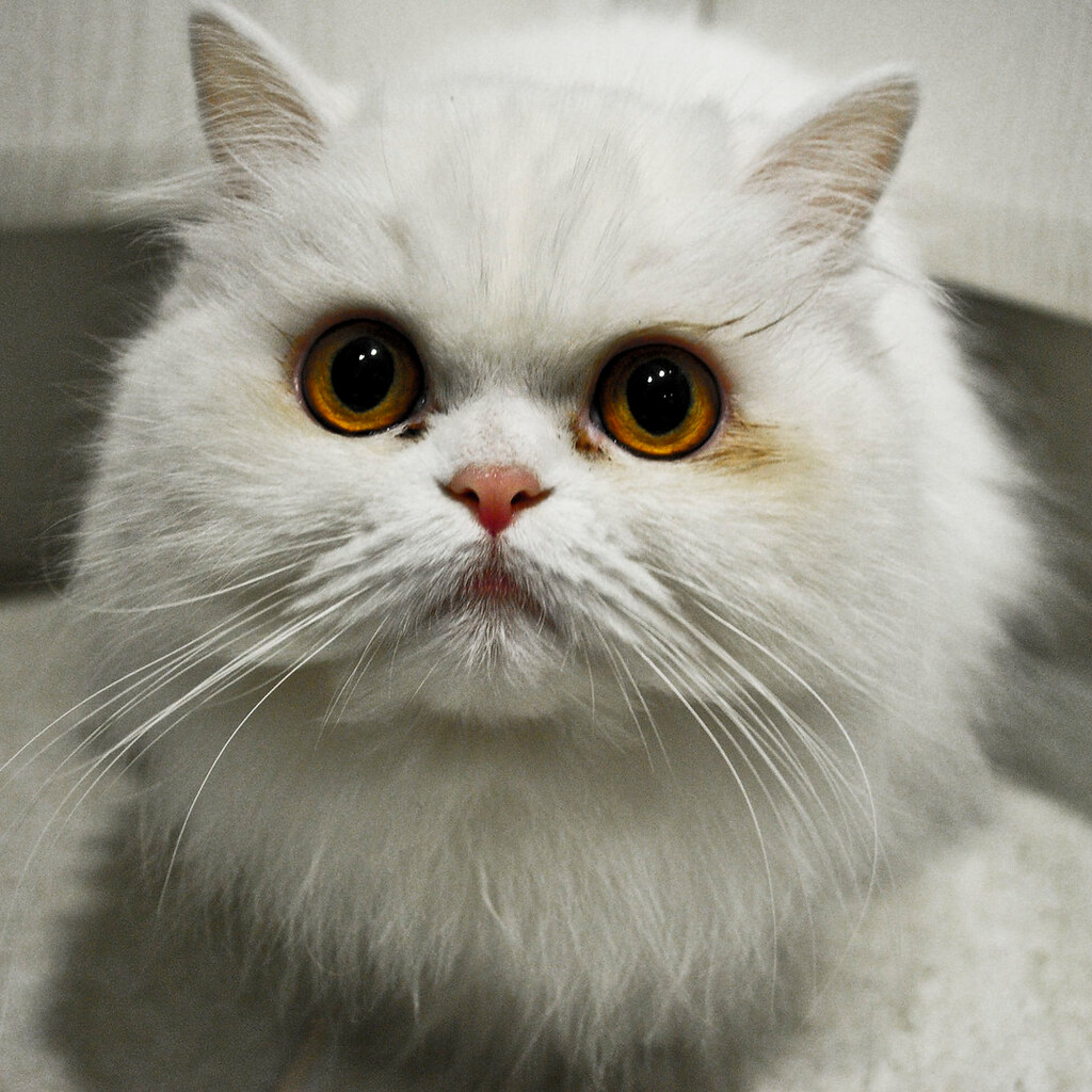 Photo of a fluffy cat