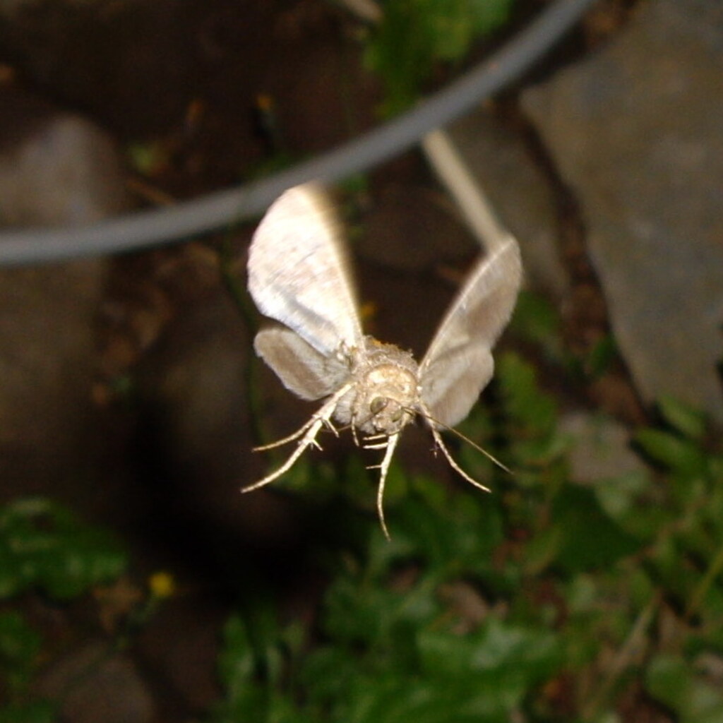 Photo of a fluttering moth