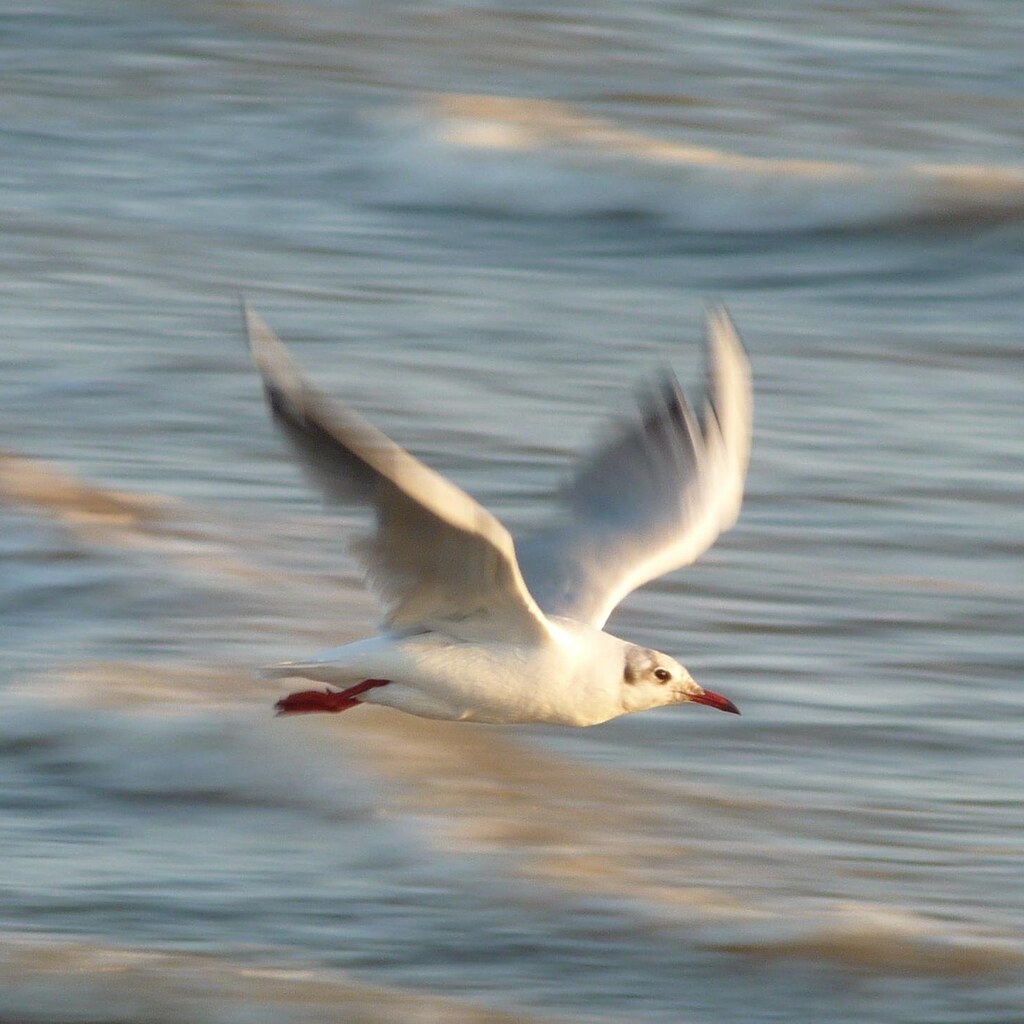 Photo of a bird flying