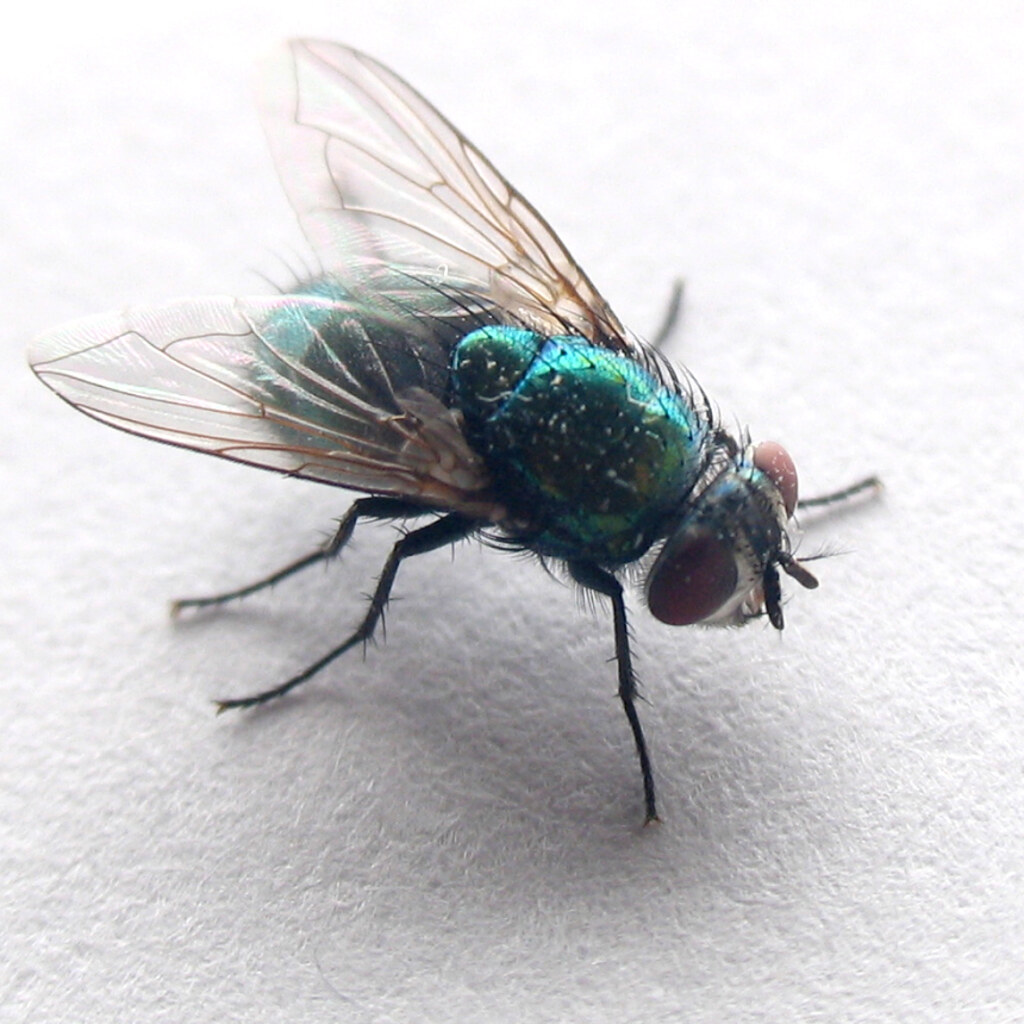Photo of a housefly