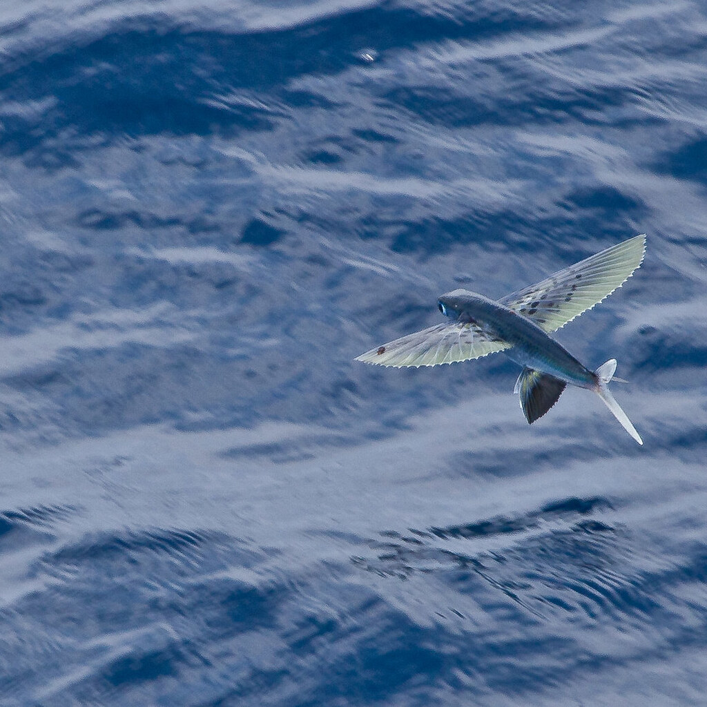 Photo of a flying fish