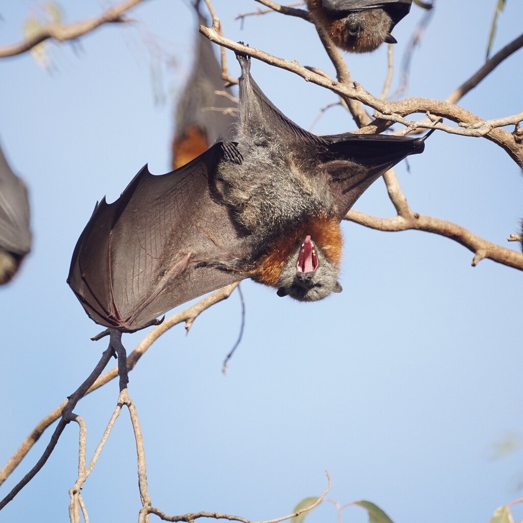 Photo of an Australian fruit bat