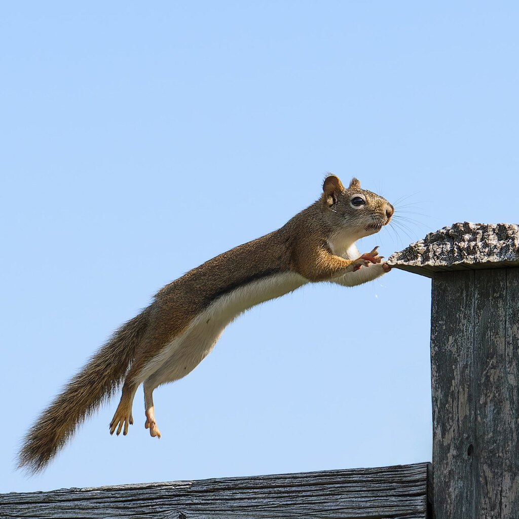 Photo of a flying squirrel