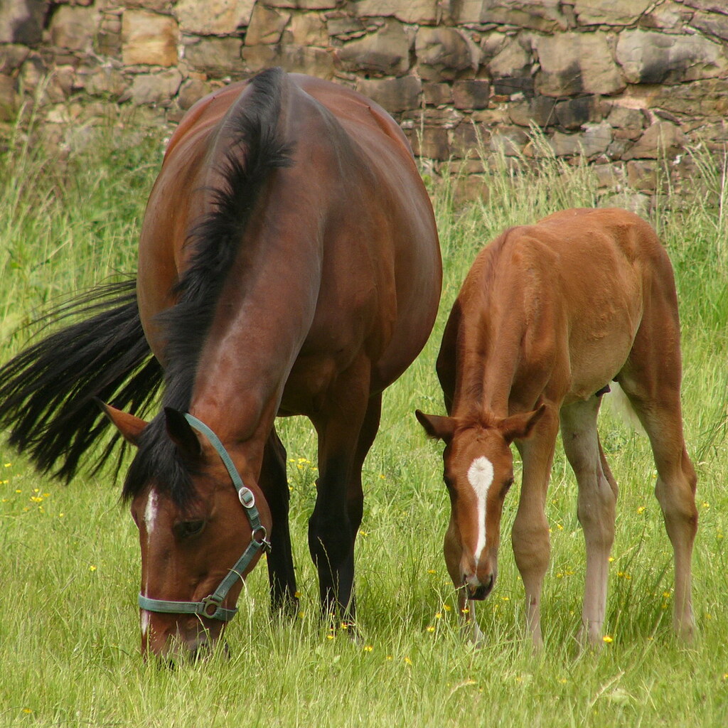 Photo of a mare and foal.