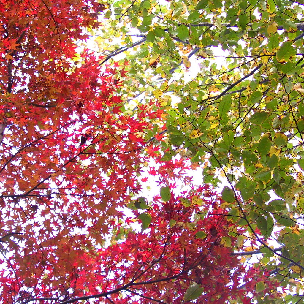 Photo of foliage