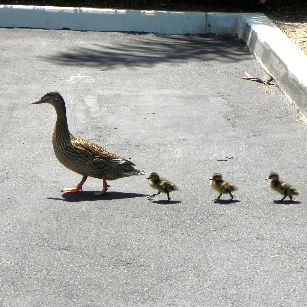 Photo of a ducklings following their mother