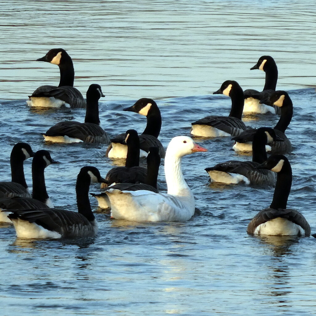 Photo of a white goose in a group of brown geese