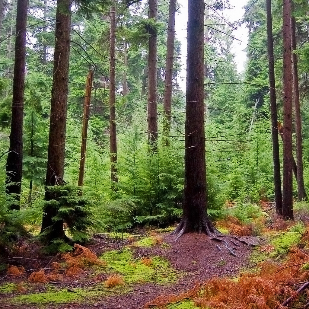 Photo of a forest