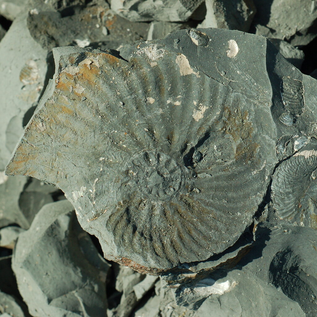Photo of a fossil
