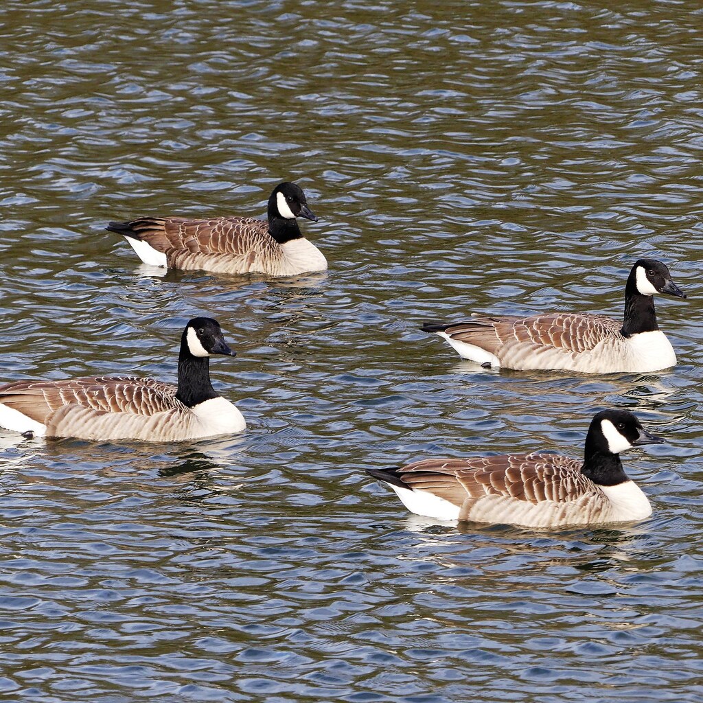 Photo of four geese.