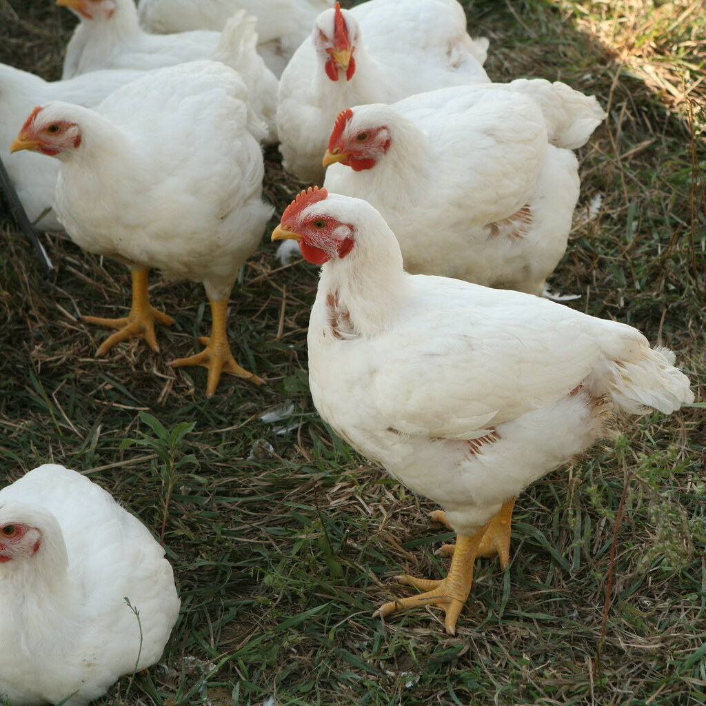 Photo of chickens
