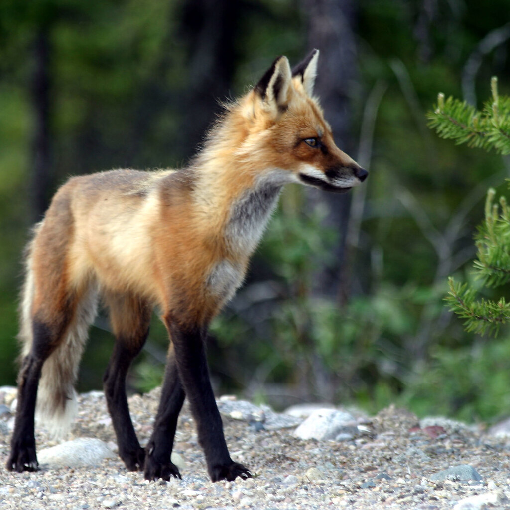Photo of a fox.