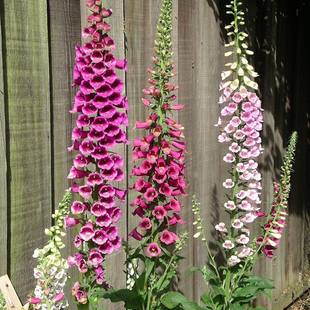Photo of some foxgloves
