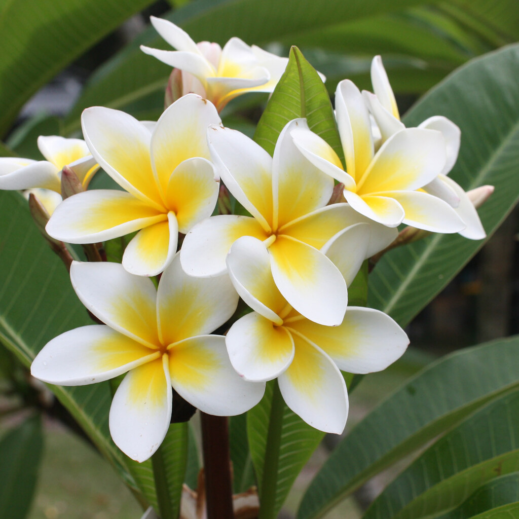 Photo of frangipani flowers