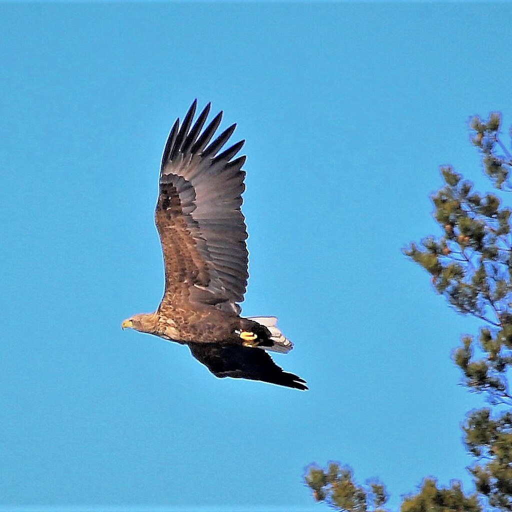 Photo of a free bird