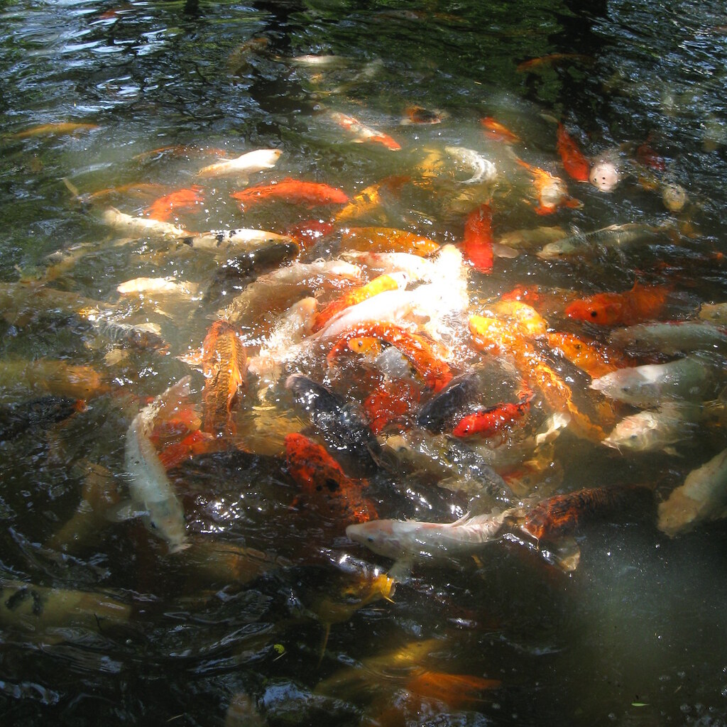 Photo of fish in a feeding frenzy