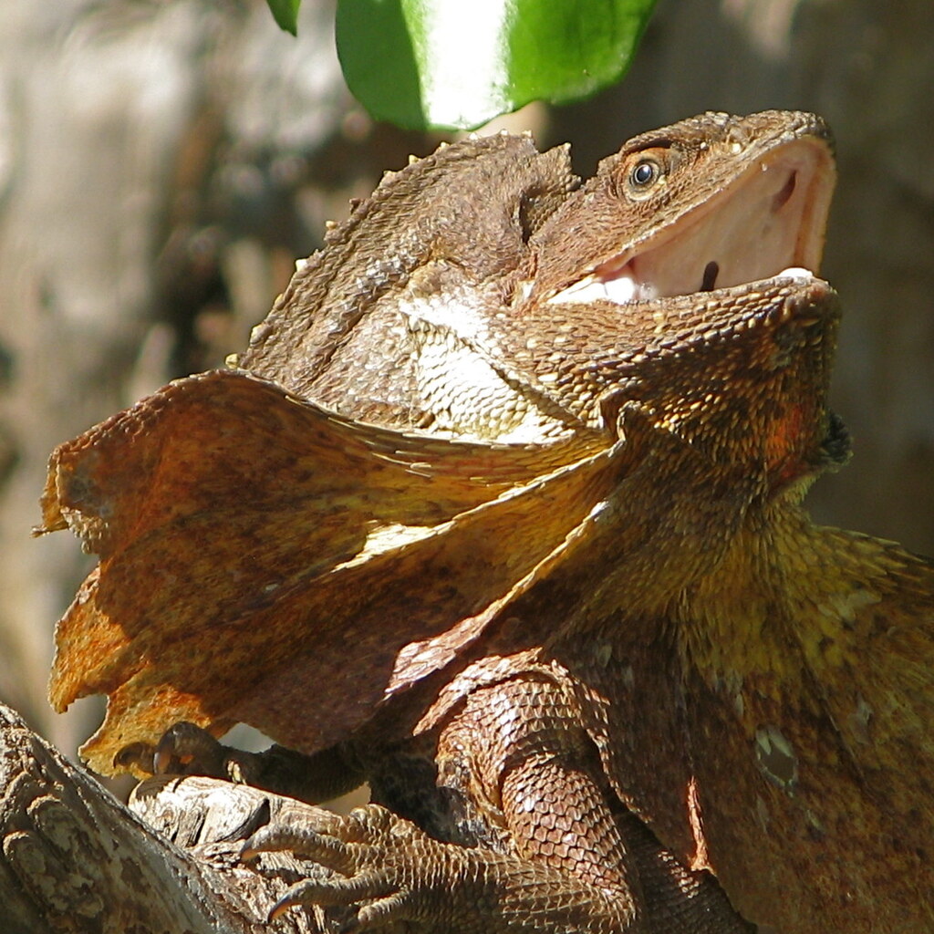Photo of a frilled lizard