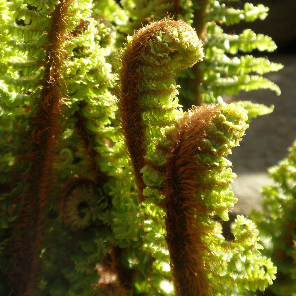 Photo of fern fronds
