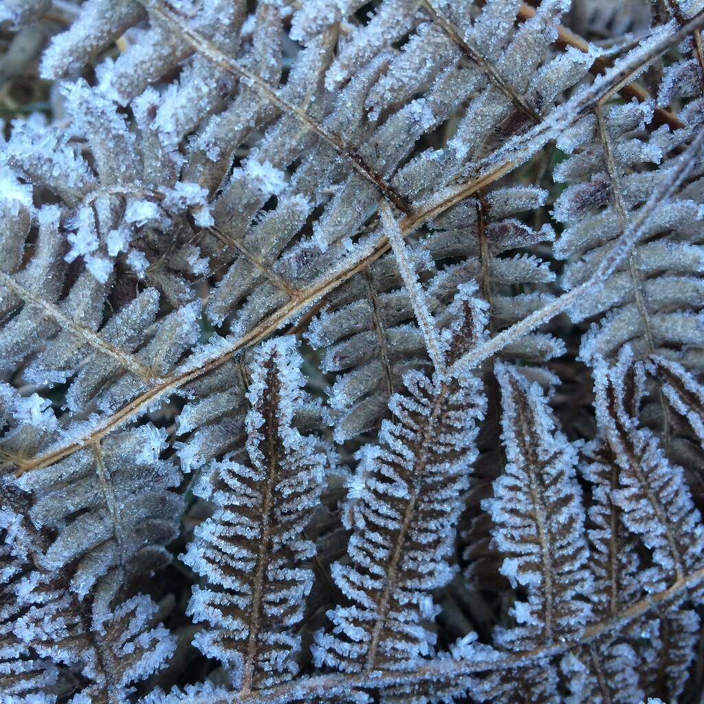 Photo of a frosty plant