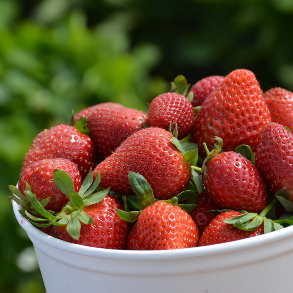Photo of a bucket full of strawberries.