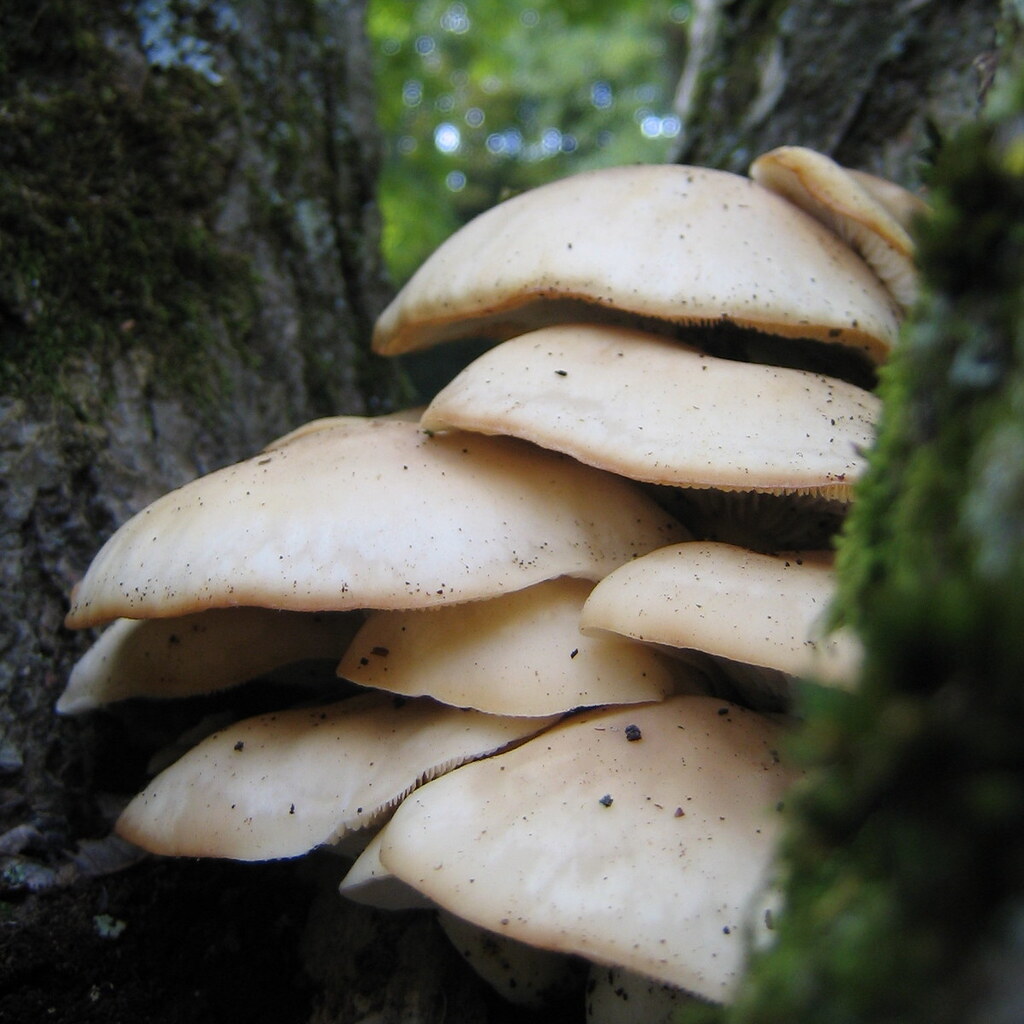 Photo of fungi