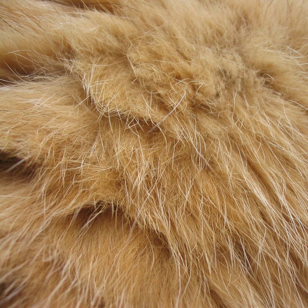 Photo of cat fur