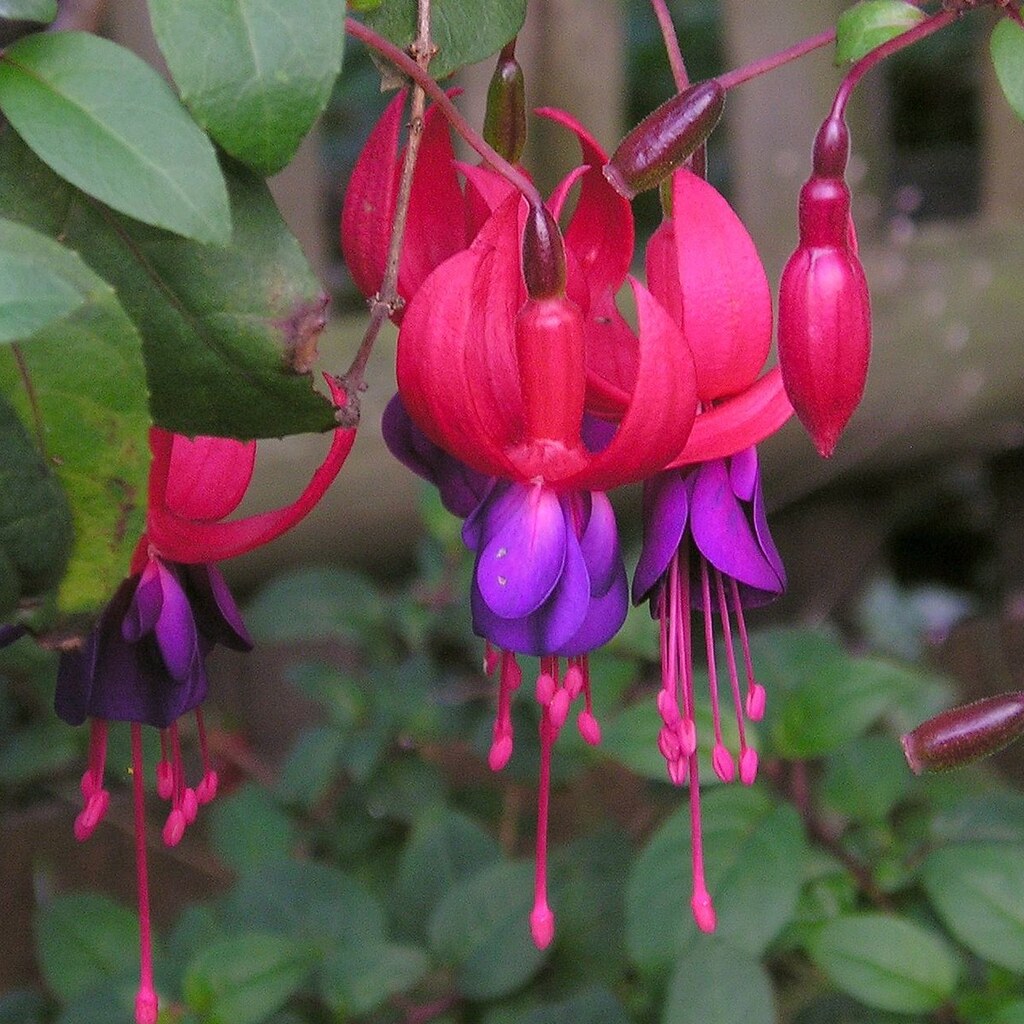 Photo of fuchsia flowers