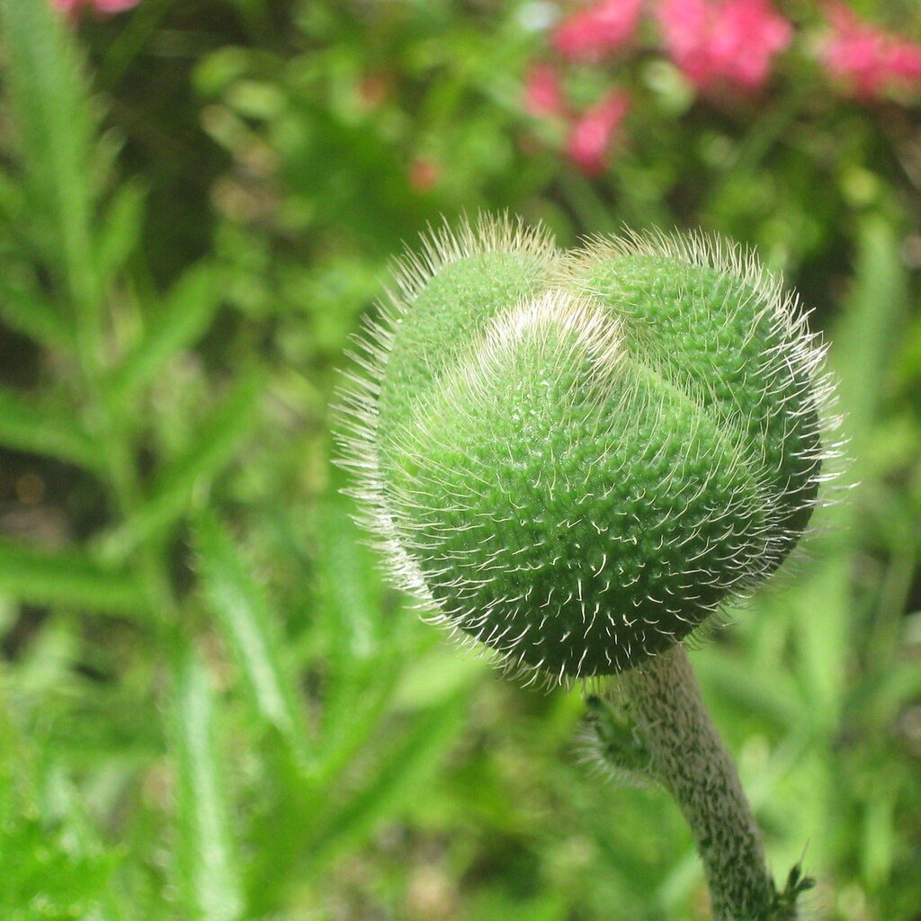 Photo of a fuzzy seed pod