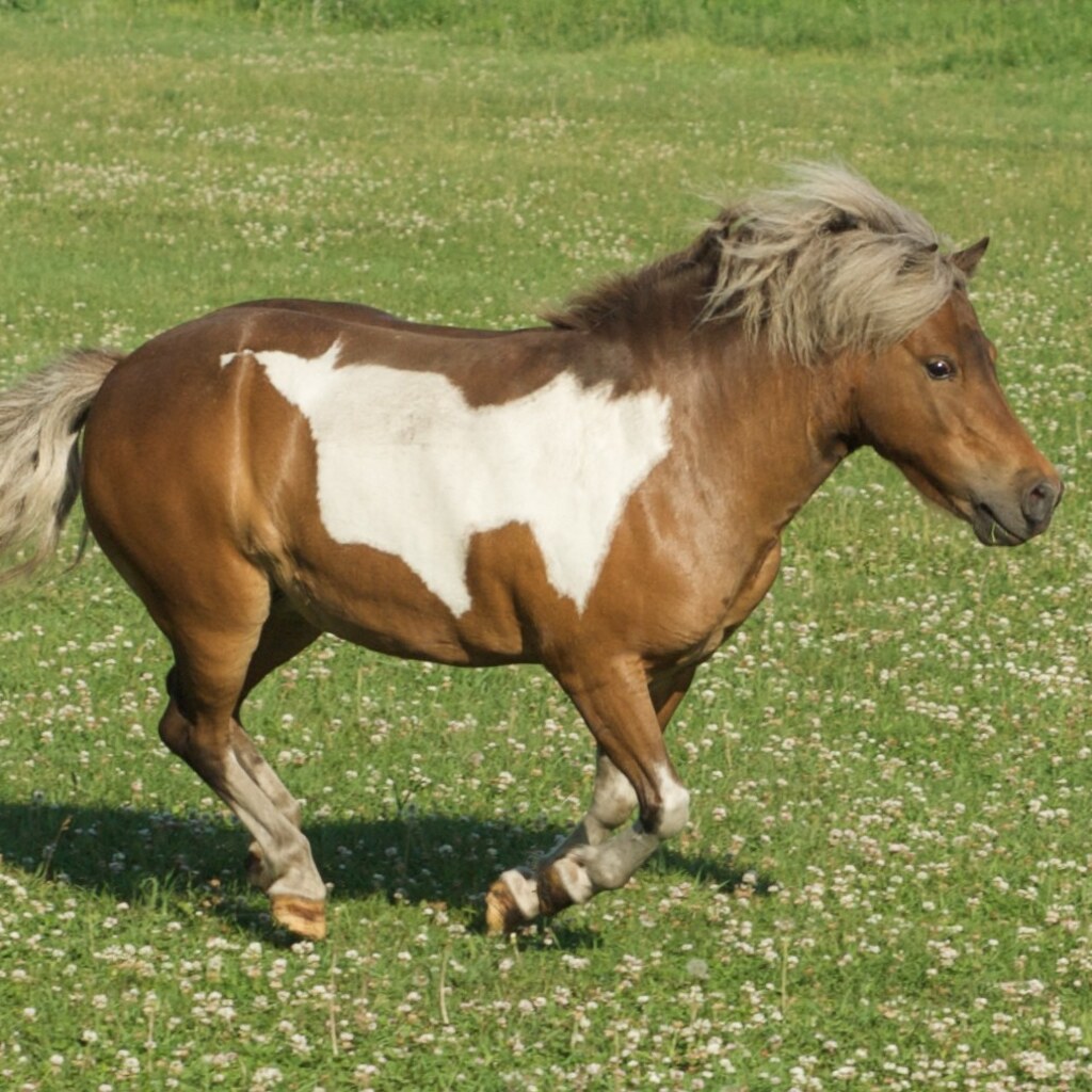 Photo of a running horse